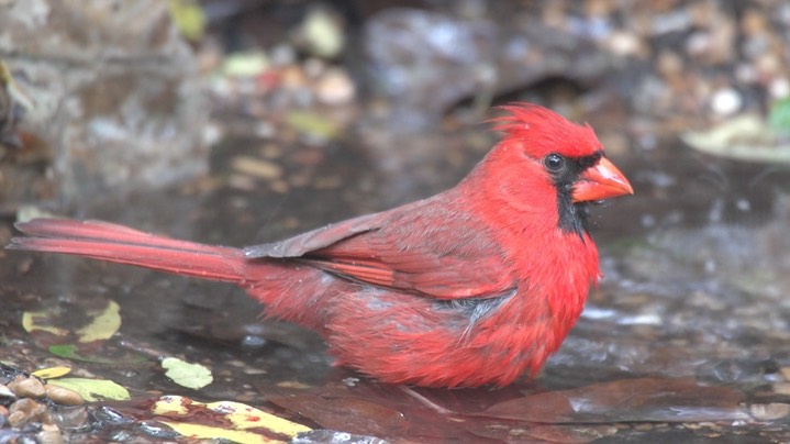 Cardinal, Northern (High Island, Texas) 2