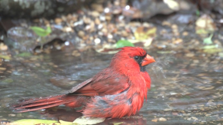 Cardinal, Northern (High Island, Texas)