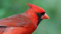 Cardinal, Northern (Texas) 1