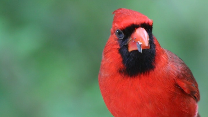 Cardinal, Northern (Texas) 2