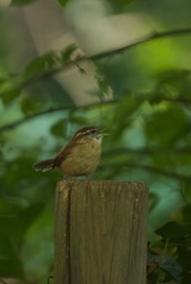 Carolina Wren, Thryothorus ludovicianus - Maryland