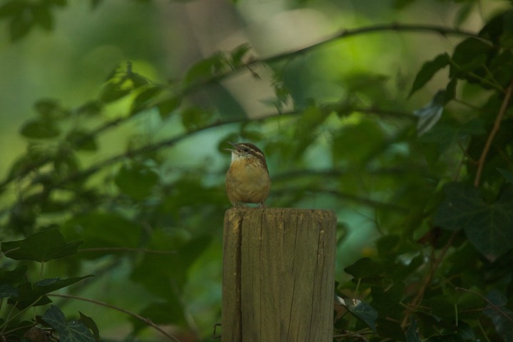 Carolina Wren, Thryothorus ludovicianus - Maryland2