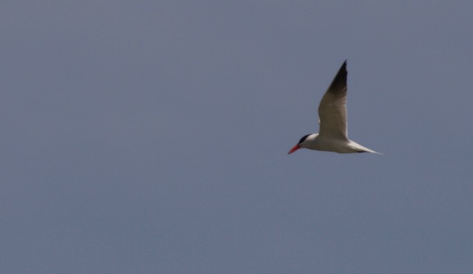 Caspian Tern, Sterna caspia1