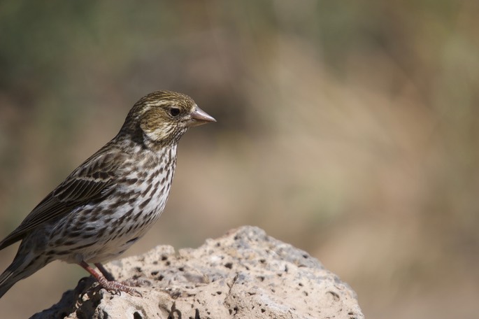 Cassin's Finch, Carpodacus cassinii, Cabin Lake Campground, Oregon, USA6