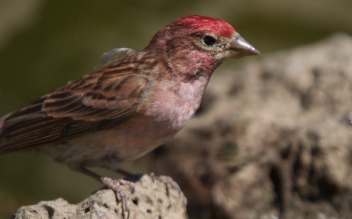 Cassin's Finch, Carpodacus cassinii, Cabin Lake Campground, Oregon, USA8