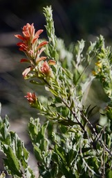 Castilleja austromontana, Southern Mountain Paintbrush3