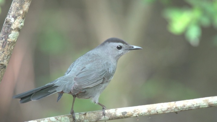 Catbird, Gray 1 b