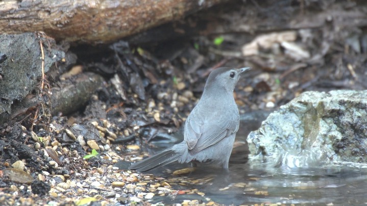 Catbird, Gray 1 d