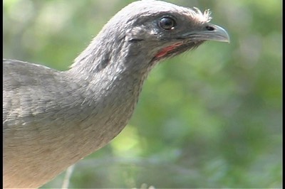 Chachalaca, Plain 31