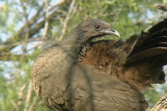 Chachalaca, Plain 5