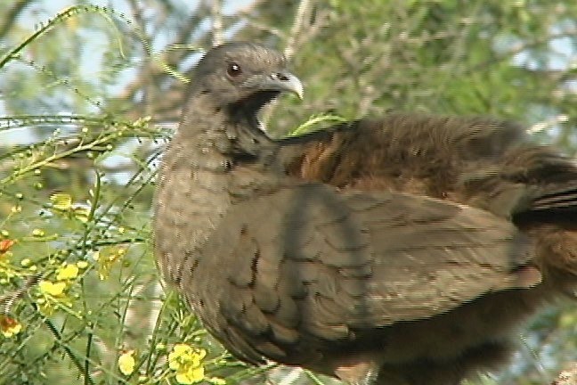 Chachalaca, Plain 6