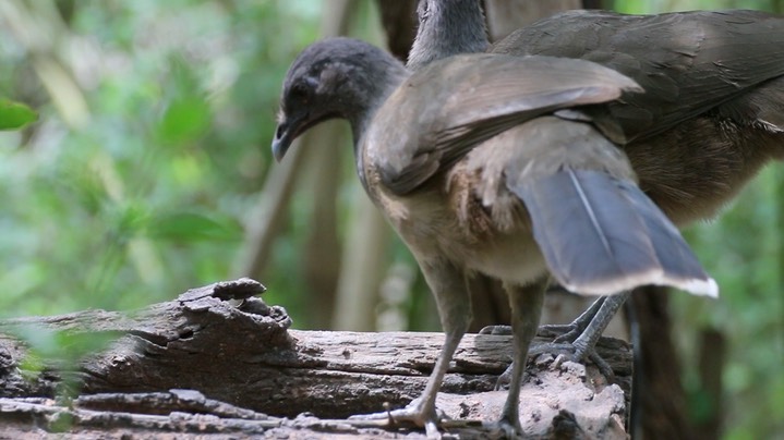 Chachalaca, Plain (Texas) 1