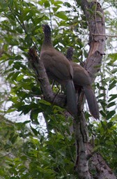 Chachalaca, Rufous-bellied1