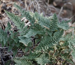 Cave Creek, Black Range