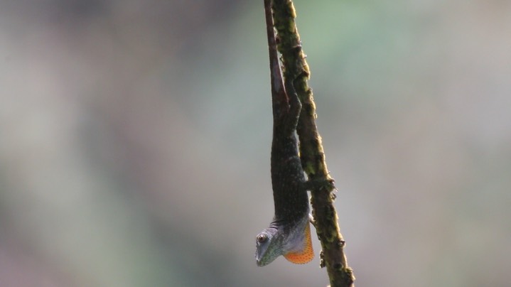 Chiapas Lizard