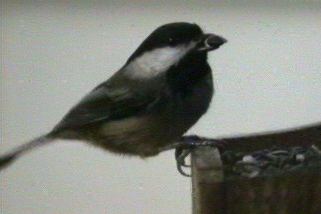 Chickadee, Black-capped 1