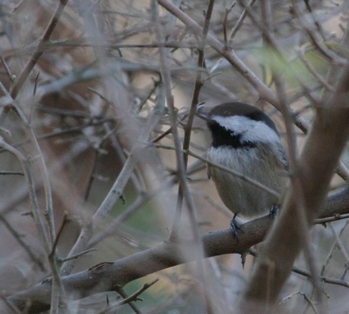 Chickadee, Black-capped 4