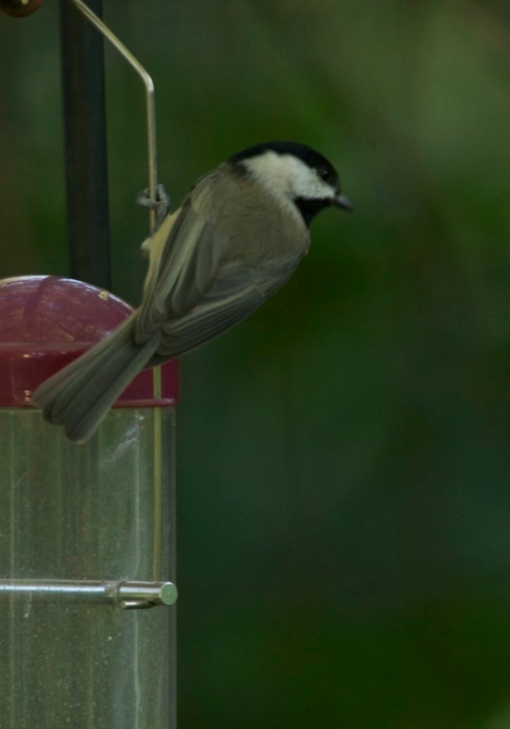 Chickadee, Carolina 5