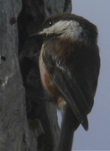 Chickadee, Chestnut-backed 3