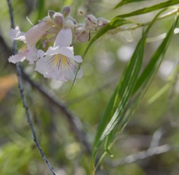 Chilopsis linearis 4