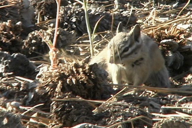 Chipmunk, Least 1