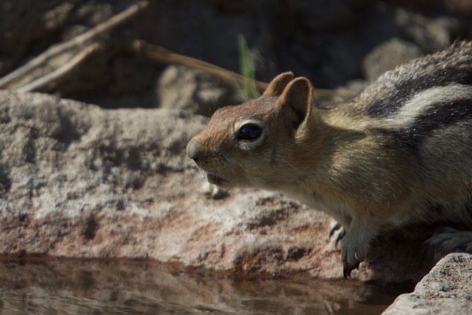 chipmunk-yellow-pine2_med