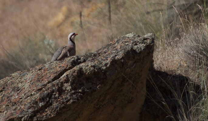 Chukar - Leslie Gulch - Eastern Oregon2