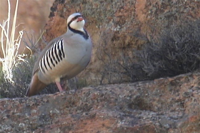 Chukar 3