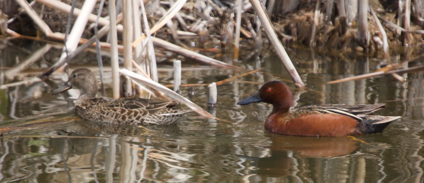 Cinnamon Teal, Anas cyanoptera2