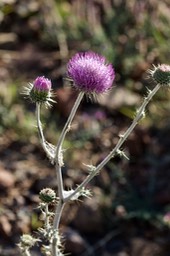 Cirsium neomexicanum, New Mexico Thistle5-2b