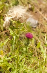 Cirsium vulgare, Bull Thistle1