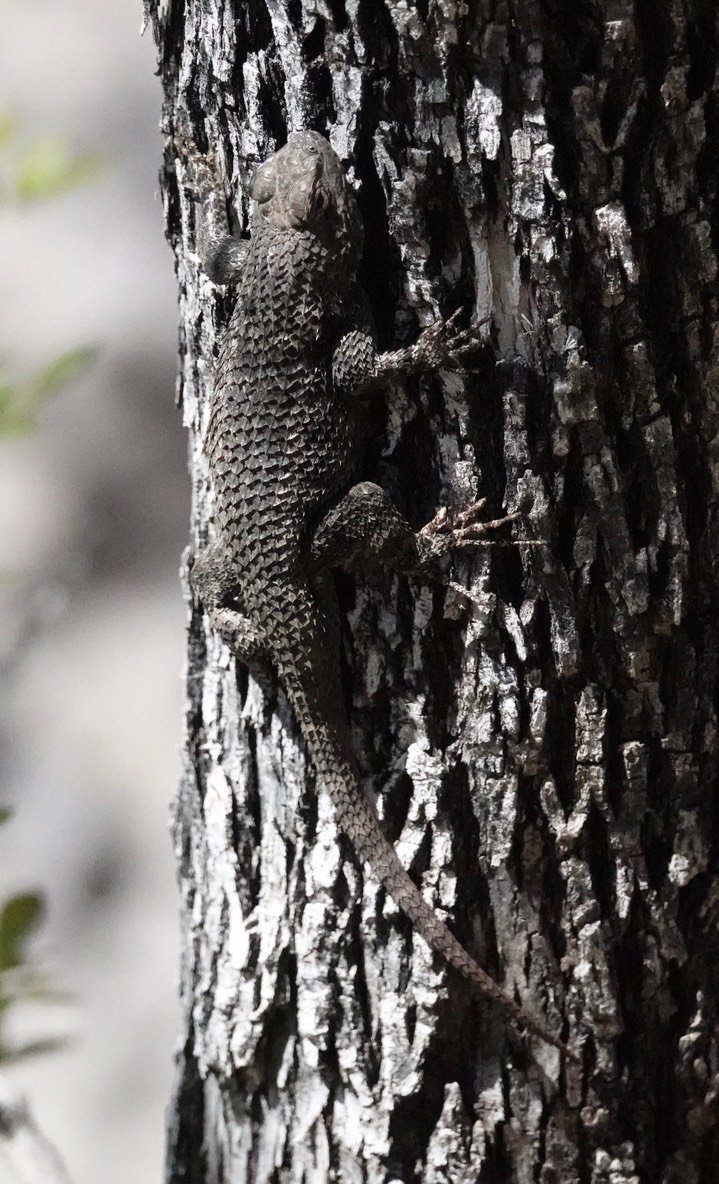 Clark's Spiny Lizard, Sceloporus clarkii   