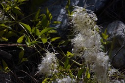 Clematis ligusticifolia, Virgin's Bower  1