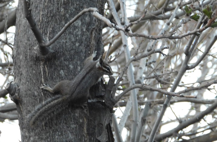 Cliff Chipmunk