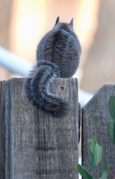 Cliff Chipmunk copy