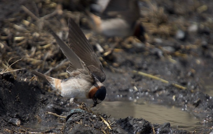 Cliff Swallow, Petrochelidon pyrrhonota6