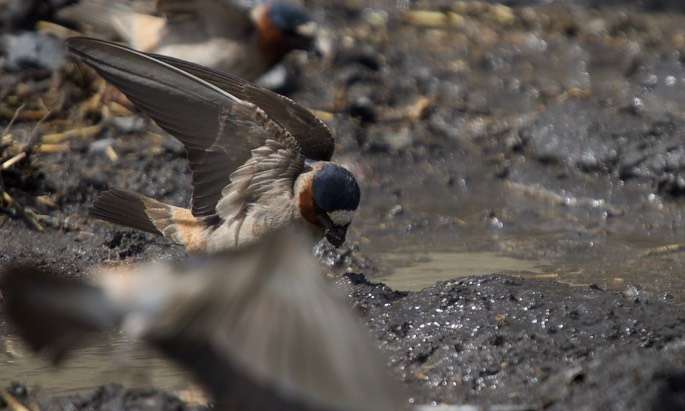 Cliff Swallow, Petrochelidon pyrrhonota4