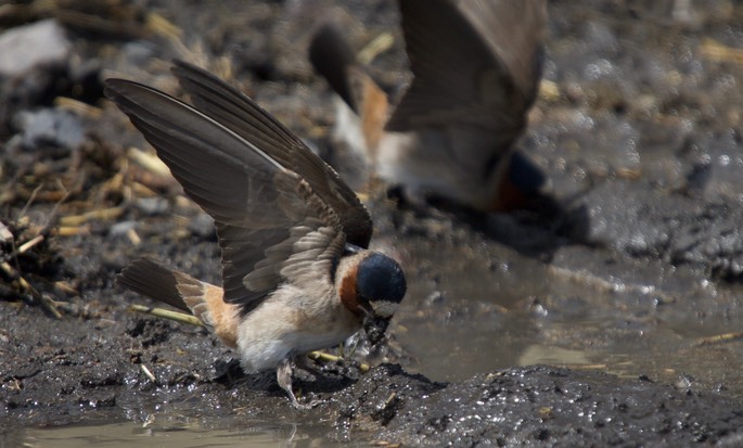 Cliff Swallow, Petrochelidon pyrrhonota5