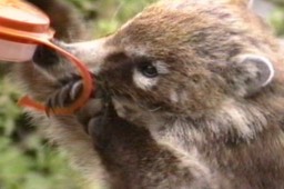 Coati 2