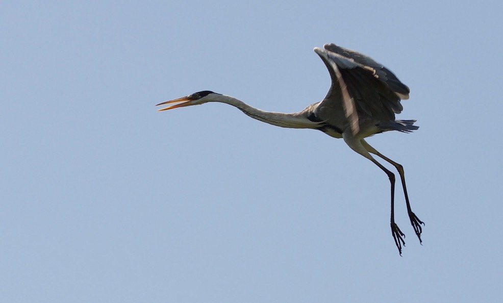 Cocoi Heron