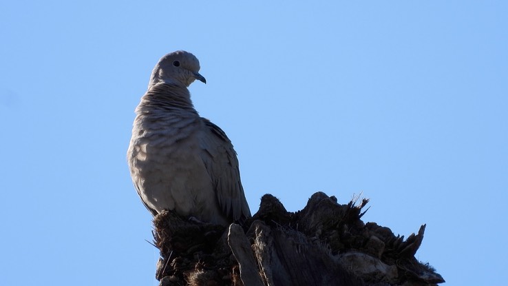 Collared-Dove, Eurasian - Baja California Sur 1