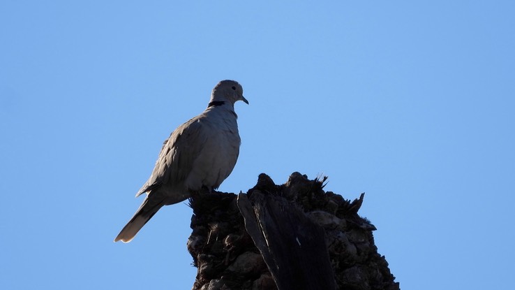 Collared-Dove, Eurasian - Baja California Sur