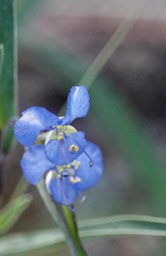 Commelina dianthifolia, Birdbill Dayflower1