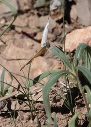 Common Mestra, Big Bend National Park, Texas3