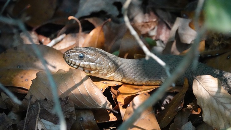 Common (Northern) Watersnake, Nerodia sipedon