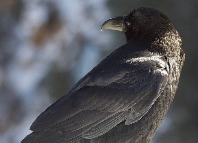 Common Raven, Corvus corax, Grand Canyon National Park, Arizona2