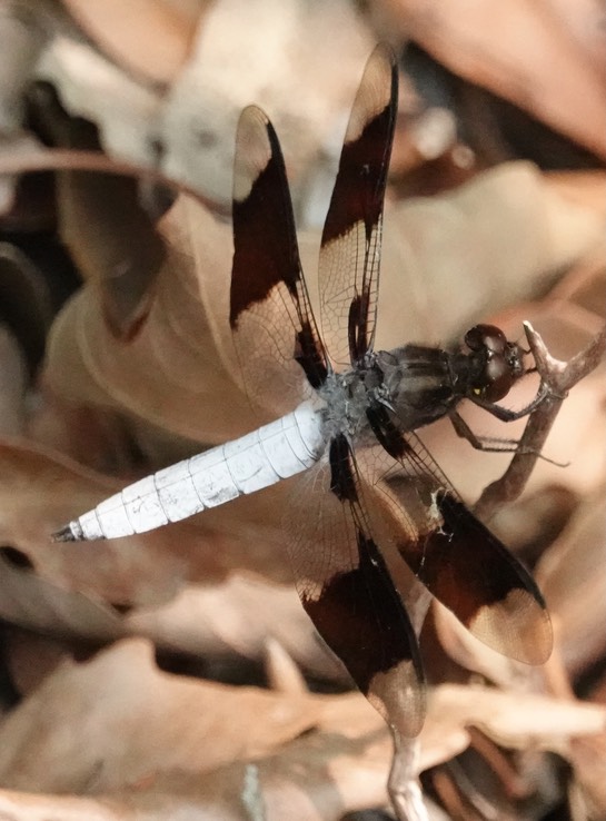 Common Whitetail, Libellula (Plathemis) lydia