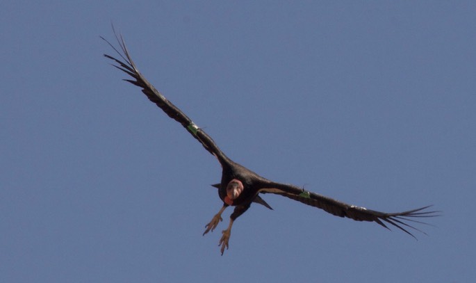 Condor, California - Gymnogyps californianus - Navajo Bridge, Arizona3