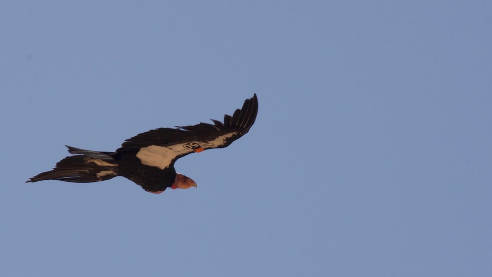 Condor, California - Gymnogyps californianus - Navajo Bridge, Arizona1