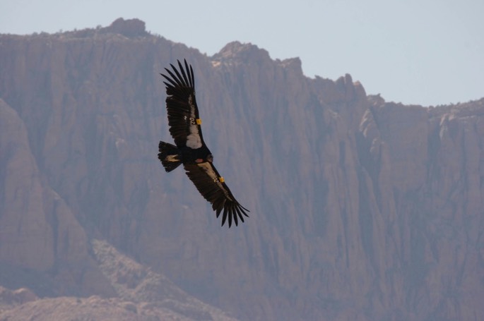 Condor, California 1